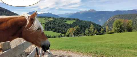 Cavalli avelignesi sul Brunnerhof